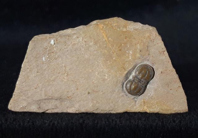 Peronopsis interstricta (WHITE 1874) - Bild &copy; FossNet FossilienStore